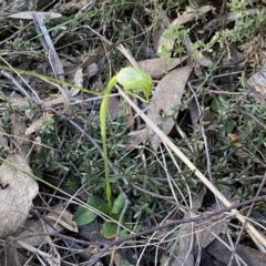 Pterostylis nutans at Jerrabomberra, NSW - 15 Oct 2022