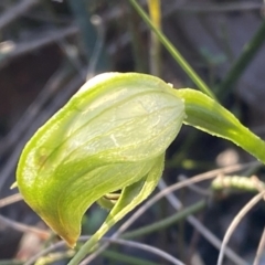 Pterostylis nutans at Jerrabomberra, NSW - 15 Oct 2022