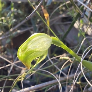 Pterostylis nutans at Jerrabomberra, NSW - 15 Oct 2022