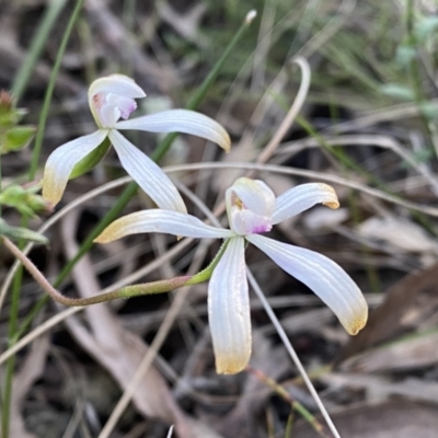 Caladenia ustulata (Brown Caps) at Jerrabomberra, NSW - 15 Oct 2022 by SteveBorkowskis