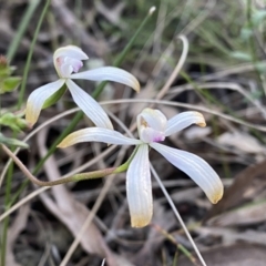 Caladenia ustulata (Brown Caps) at Mount Jerrabomberra  - 15 Oct 2022 by Steve_Bok
