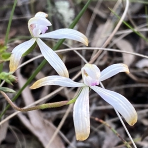 Caladenia ustulata at Jerrabomberra, NSW - suppressed