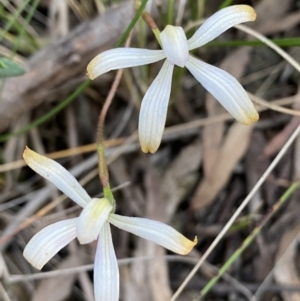 Caladenia ustulata at Jerrabomberra, NSW - 15 Oct 2022