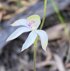 Caladenia moschata (Musky Caps) at Jerrabomberra, NSW - 15 Oct 2022 by SteveBorkowskis