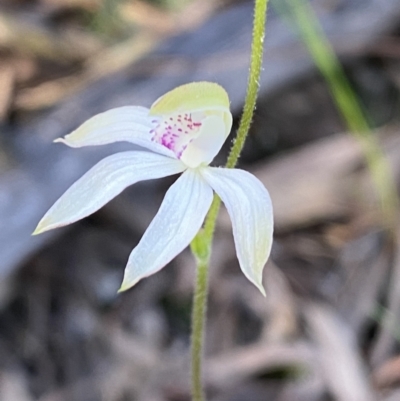 Caladenia moschata (Musky Caps) at Mount Jerrabomberra QP - 15 Oct 2022 by Steve_Bok