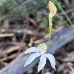 Caladenia moschata at Jerrabomberra, NSW - 15 Oct 2022