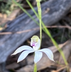 Caladenia moschata at Jerrabomberra, NSW - 15 Oct 2022