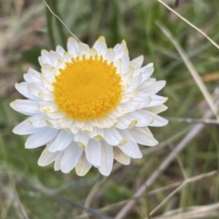 Leucochrysum albicans subsp. tricolor (Hoary Sunray) at Jerrabomberra, NSW - 15 Oct 2022 by SteveBorkowskis