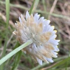 Leucochrysum albicans subsp. tricolor at Jerrabomberra, NSW - 15 Oct 2022