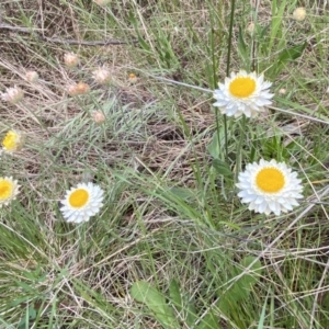 Leucochrysum albicans subsp. tricolor at Jerrabomberra, NSW - 15 Oct 2022