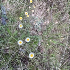 Leucochrysum albicans subsp. tricolor at Jerrabomberra, NSW - 15 Oct 2022 05:57 PM