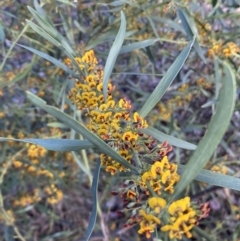 Daviesia mimosoides subsp. mimosoides at Jerrabomberra, NSW - 15 Oct 2022 by SteveBorkowskis