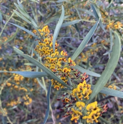 Daviesia mimosoides subsp. mimosoides at Jerrabomberra, NSW - 15 Oct 2022 by Steve_Bok