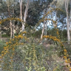 Daviesia mimosoides subsp. mimosoides at Jerrabomberra, NSW - 15 Oct 2022