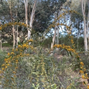 Daviesia mimosoides subsp. mimosoides at Jerrabomberra, NSW - 15 Oct 2022
