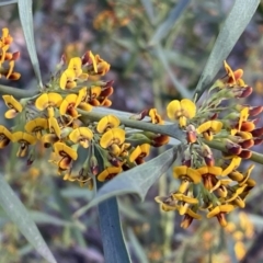 Daviesia mimosoides subsp. mimosoides at Jerrabomberra, NSW - 15 Oct 2022