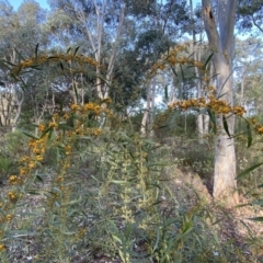 Daviesia mimosoides subsp. mimosoides at Jerrabomberra, NSW - 15 Oct 2022