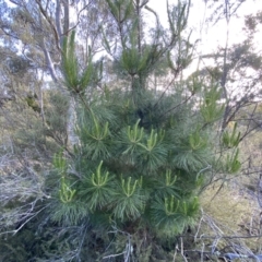 Pinus radiata (Monterey or Radiata Pine) at Mount Jerrabomberra - 15 Oct 2022 by Steve_Bok