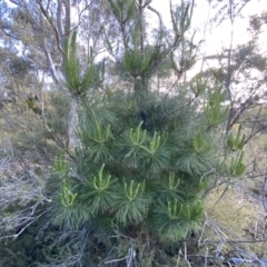 Pinus radiata (Monterey or Radiata Pine) at Jerrabomberra, NSW - 15 Oct 2022 by SteveBorkowskis