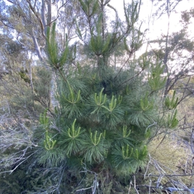 Pinus radiata (Monterey or Radiata Pine) at Mount Jerrabomberra - 15 Oct 2022 by Steve_Bok
