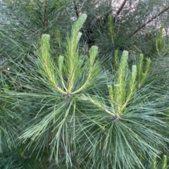 Pinus radiata at Jerrabomberra, NSW - 15 Oct 2022
