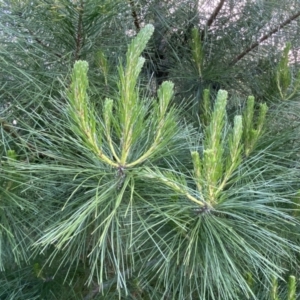 Pinus radiata at Jerrabomberra, NSW - 15 Oct 2022 05:32 PM