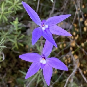 Glossodia major at Jerrabomberra, NSW - suppressed