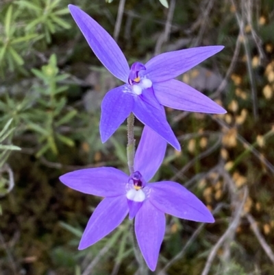 Glossodia major (Wax Lip Orchid) at Jerrabomberra, NSW - 15 Oct 2022 by Steve_Bok