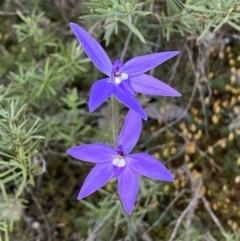 Glossodia major at Jerrabomberra, NSW - suppressed