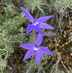 Glossodia major at Jerrabomberra, NSW - suppressed