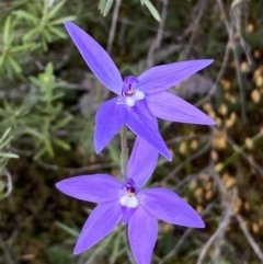 Glossodia major at Jerrabomberra, NSW - suppressed