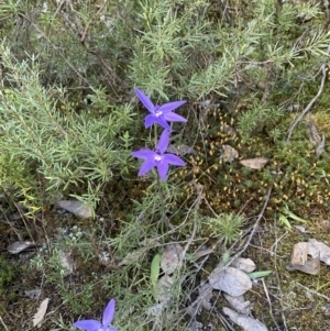 Glossodia major at Jerrabomberra, NSW - suppressed