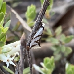 Ocystola paulinella (A Concealer Moth) at QPRC LGA - 15 Oct 2022 by Steve_Bok