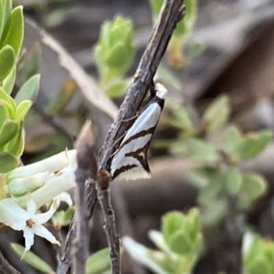 Ocystola paulinella (A Concealer Moth) at Mount Jerrabomberra QP - 15 Oct 2022 by Steve_Bok