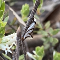 Ocystola paulinella (A Concealer Moth) at Jerrabomberra, NSW - 15 Oct 2022 by Steve_Bok
