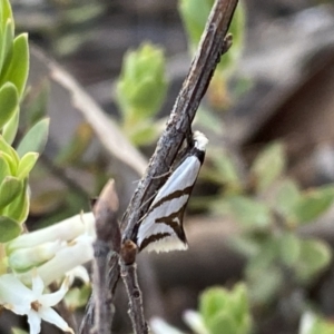 Ocystola paulinella at Jerrabomberra, NSW - 15 Oct 2022