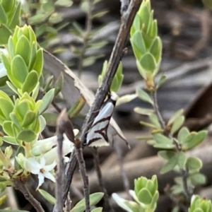 Ocystola paulinella at Jerrabomberra, NSW - 15 Oct 2022