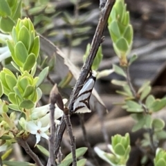 Ocystola paulinella at Jerrabomberra, NSW - 15 Oct 2022 05:24 PM