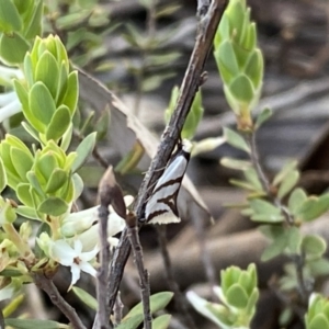 Ocystola paulinella at Jerrabomberra, NSW - 15 Oct 2022 05:24 PM