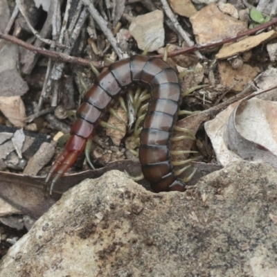 Cormocephalus aurantiipes (Orange-legged Centipede) at Wamboin, NSW - 4 Oct 2022 by AlisonMilton