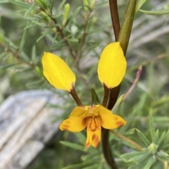 Diuris sp. (A Donkey Orchid) at Jerrabomberra, NSW - 15 Oct 2022 by Steve_Bok