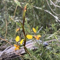 Diuris sp. at Jerrabomberra, NSW - 15 Oct 2022