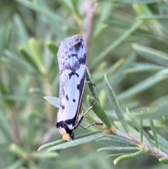 Philobota lysizona (A concealer moth) at Jerrabomberra, NSW - 15 Oct 2022 by Steve_Bok