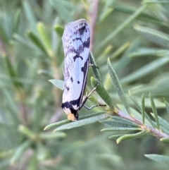 Philobota lysizona at Jerrabomberra, NSW - 15 Oct 2022