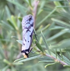 Philobota lysizona at Jerrabomberra, NSW - 15 Oct 2022 05:19 PM