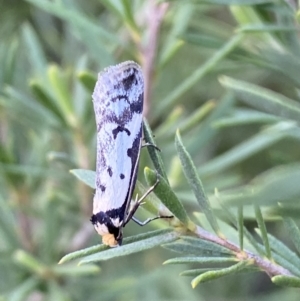 Philobota lysizona at Jerrabomberra, NSW - 15 Oct 2022