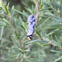 Philobota lysizona at Jerrabomberra, NSW - 15 Oct 2022