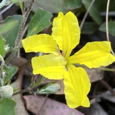 Goodenia hederacea (Ivy Goodenia) at Jerrabomberra, NSW - 15 Oct 2022 by Steve_Bok