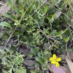 Goodenia hederacea at Jerrabomberra, NSW - 15 Oct 2022