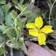 Goodenia hederacea at Jerrabomberra, NSW - 15 Oct 2022 05:13 PM